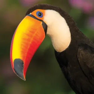 Brazil Bold Toucan