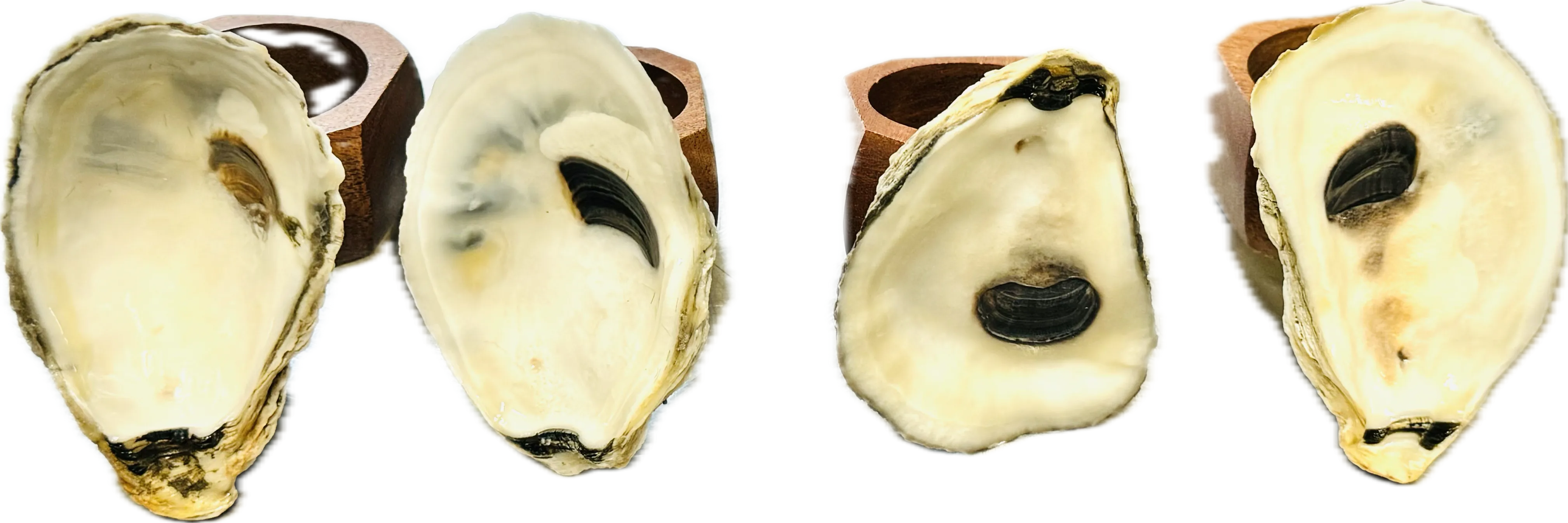Oyster Napkin Ring Set of Four